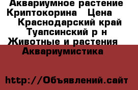 Аквариумное растение Криптокорина › Цена ­ 20 - Краснодарский край, Туапсинский р-н Животные и растения » Аквариумистика   